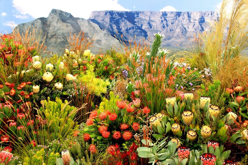 Colorful Flowers with Mountain