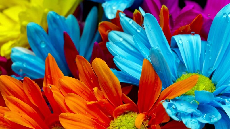 Colorful flowers with water droplets