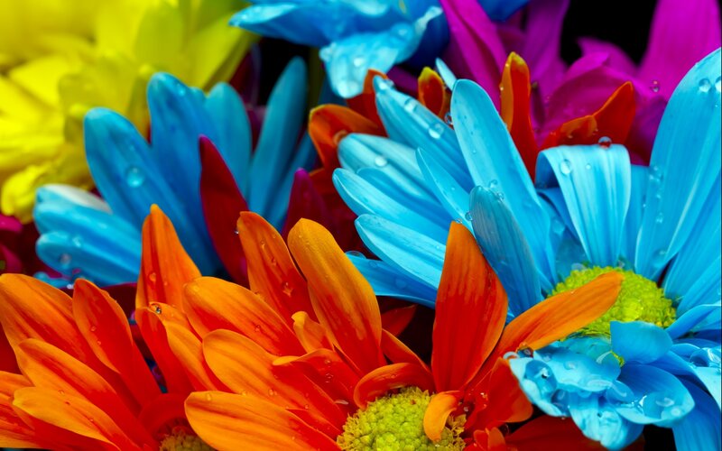 Colorful flowers with water droplets