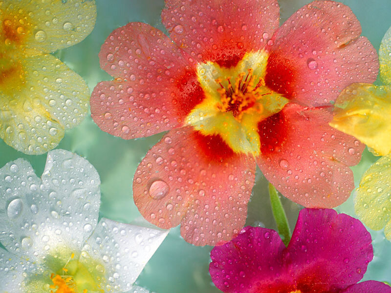 Colorful flowers with water droplets