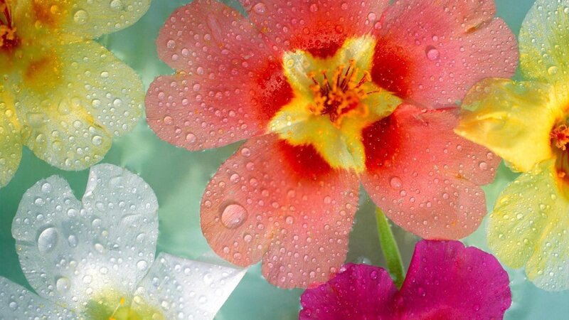 Colorful flowers with water droplets