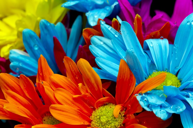 Colorful flowers with water droplets