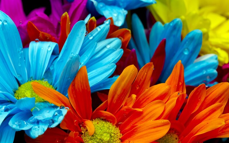 Colorful flowers with water droplets