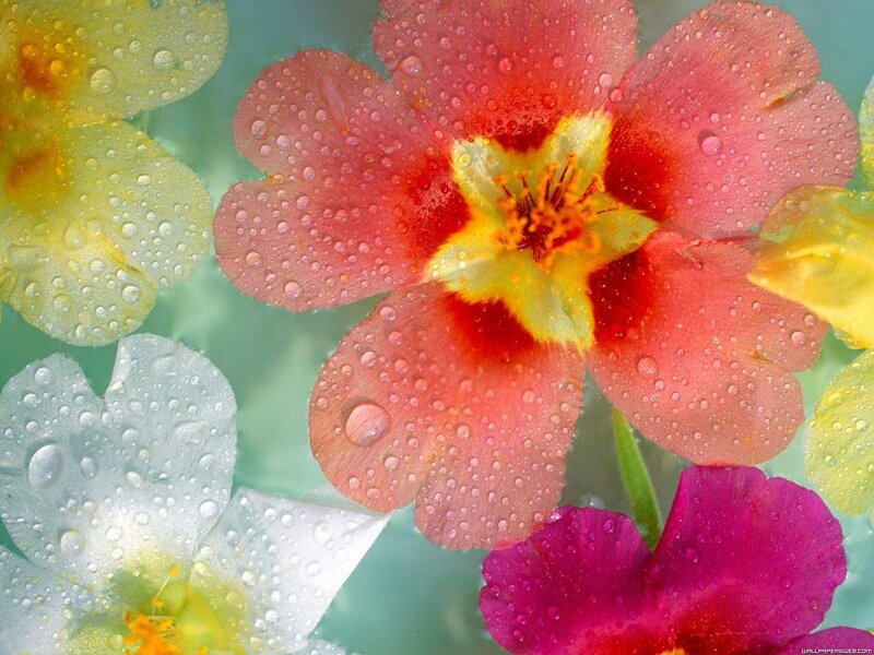 Colorful Flowers with Water Droplets — Red