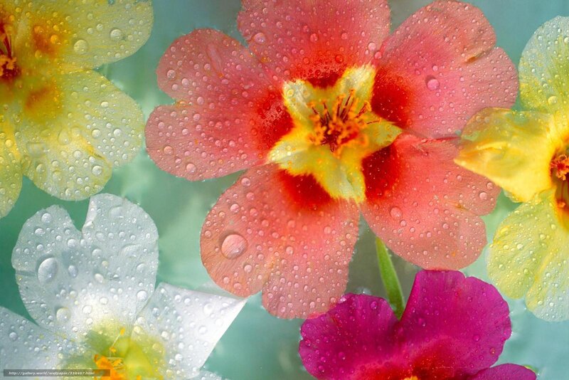 Colorful Flowers with Water Droplets — Red, Vibrant, Photograph, Water Droplets