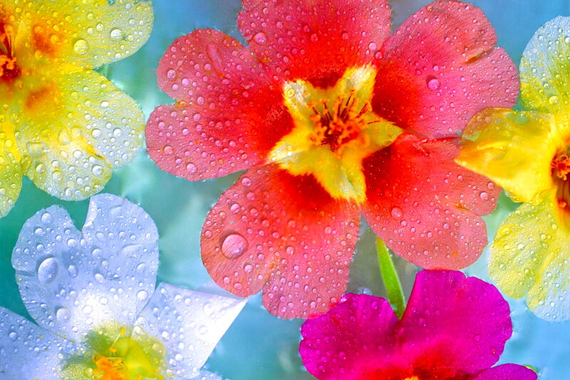 Colorful Flowers with Water Droplets — Red, Vibrant
