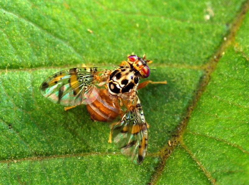Colorful Fly on Leaf