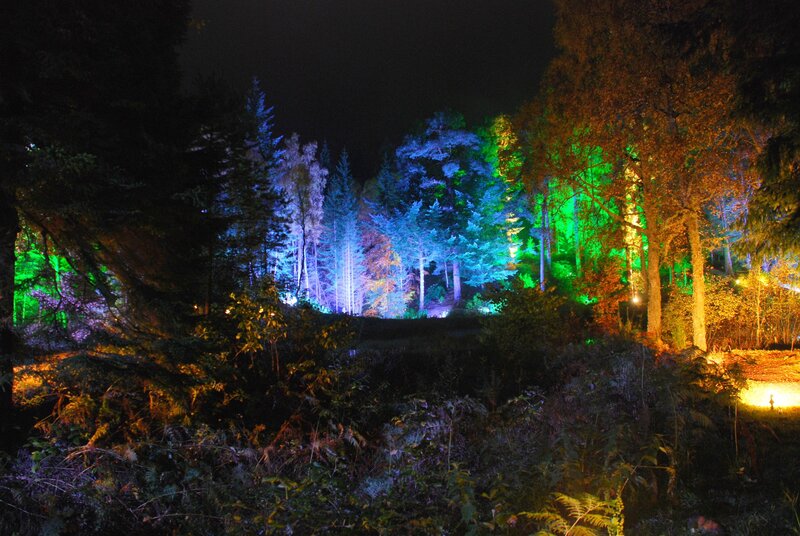 colorful forest at night