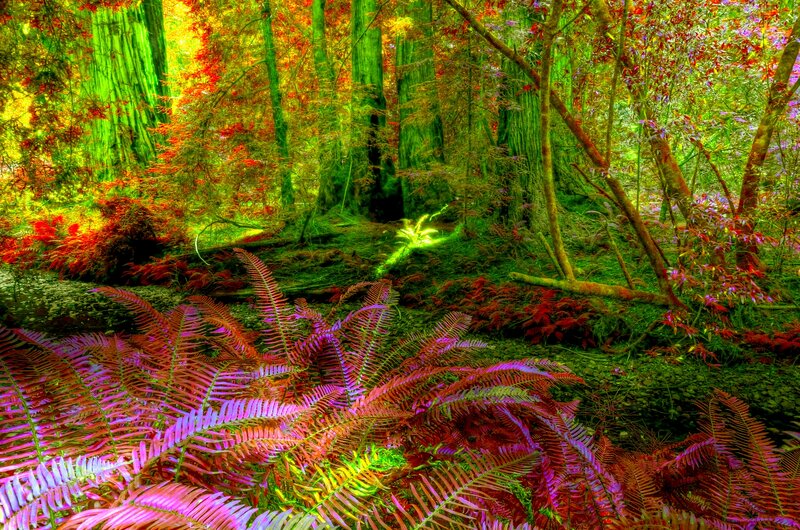 Colorful Forest Ferns