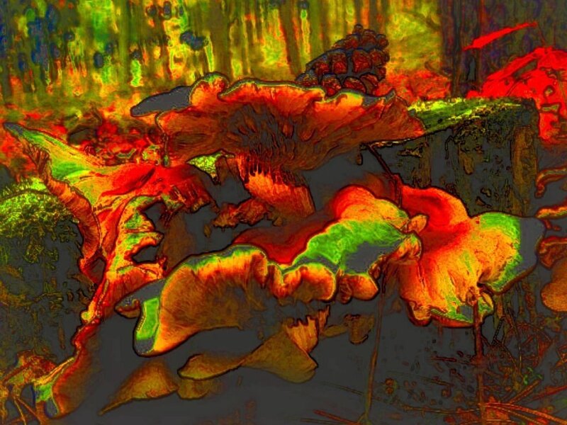 Colorful forest fungi