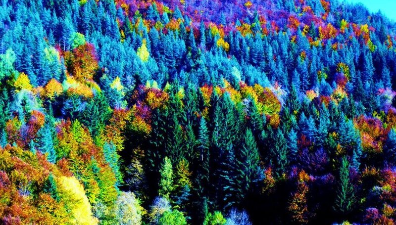 Colorful Forest Landscape