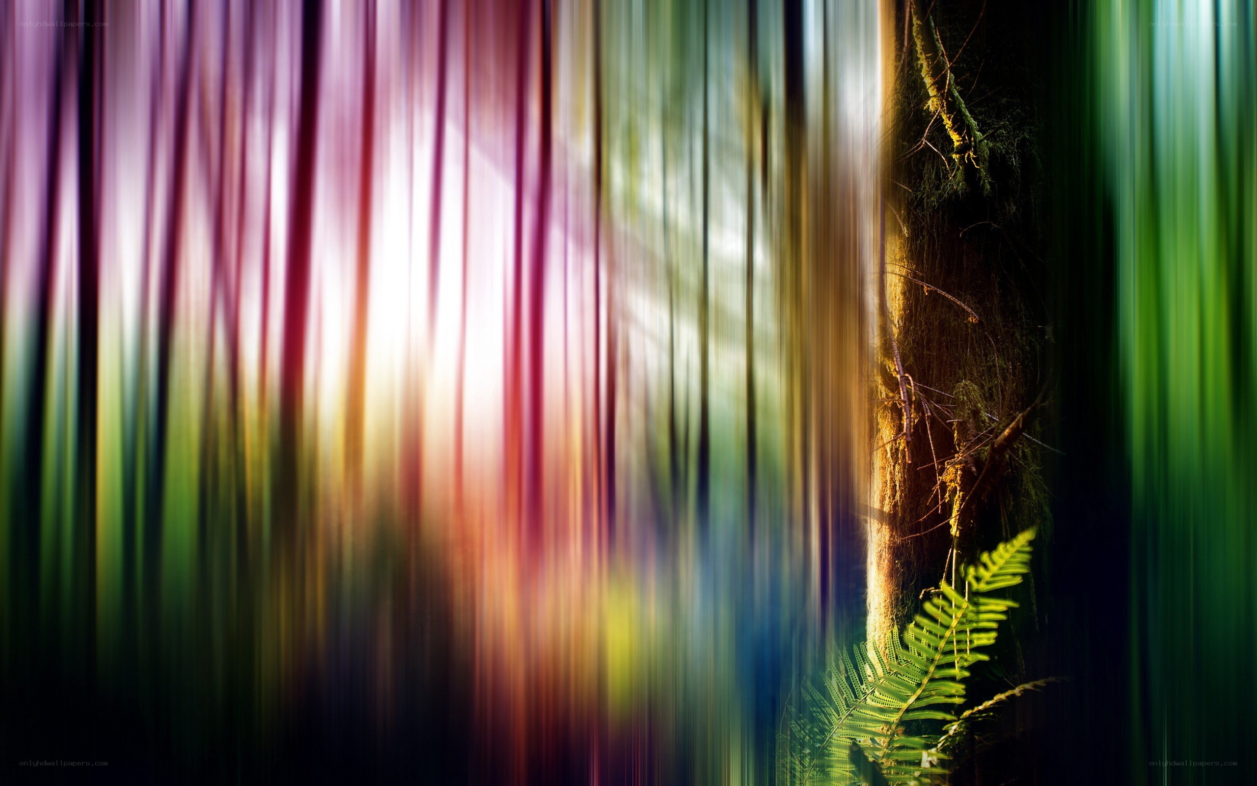 Colorful forest motion blur
