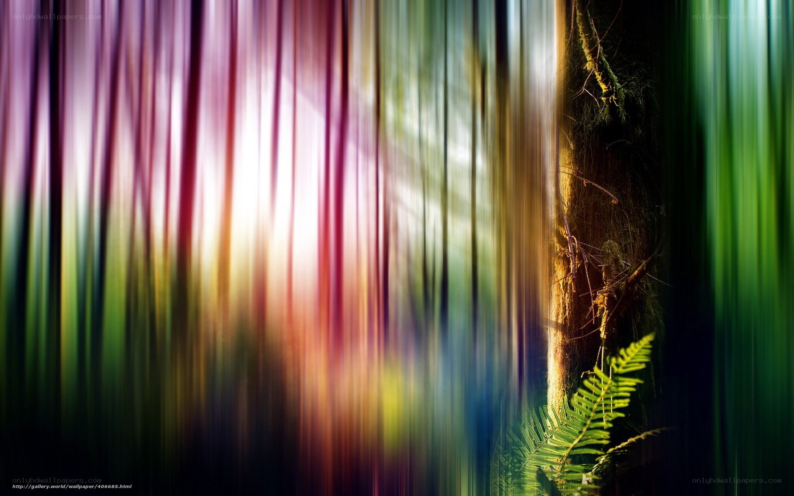 Colorful forest motion blur