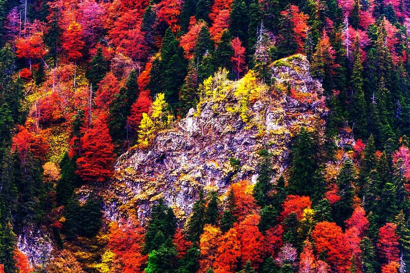 Colorful Forest on Hillside