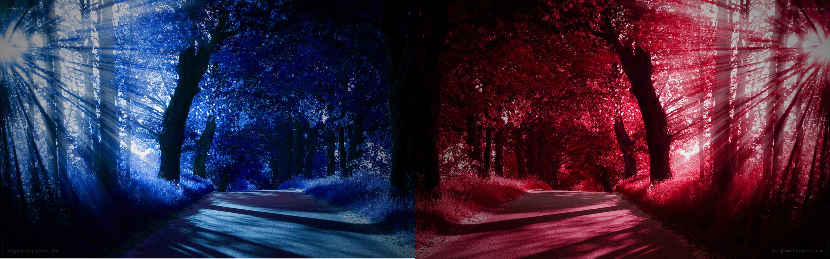 Colorful forest path
