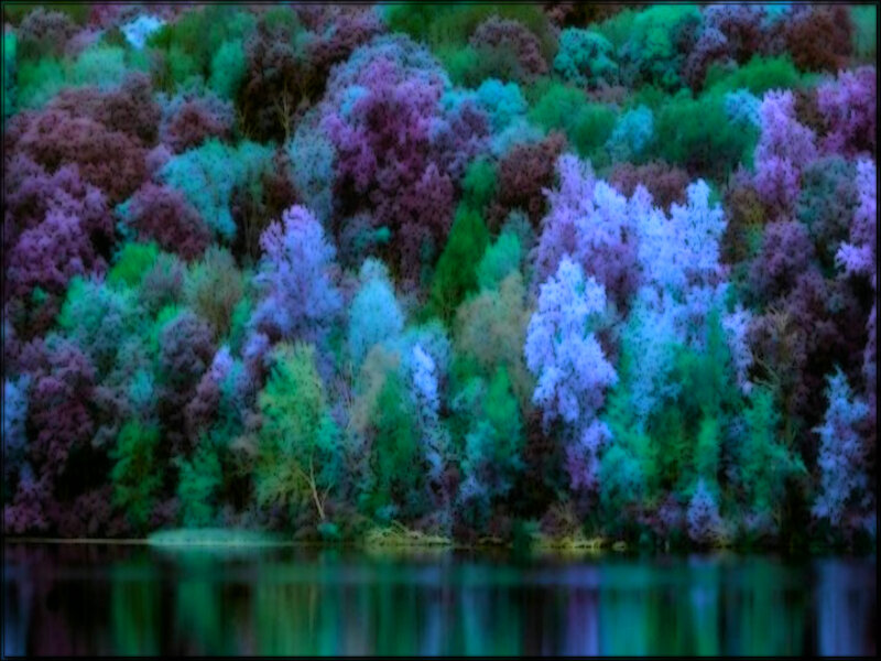 Colorful Forest Reflection