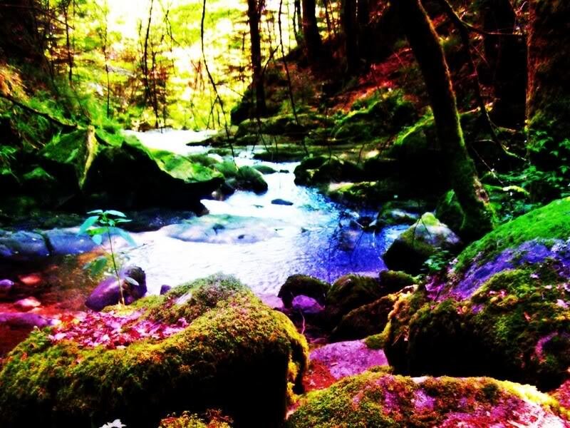 Colorful forest stream