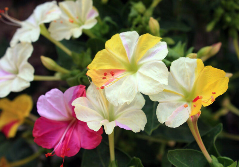 Colorful Four O'clock Flowers
