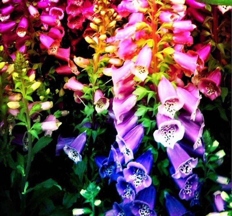 Colorful foxglove flowers