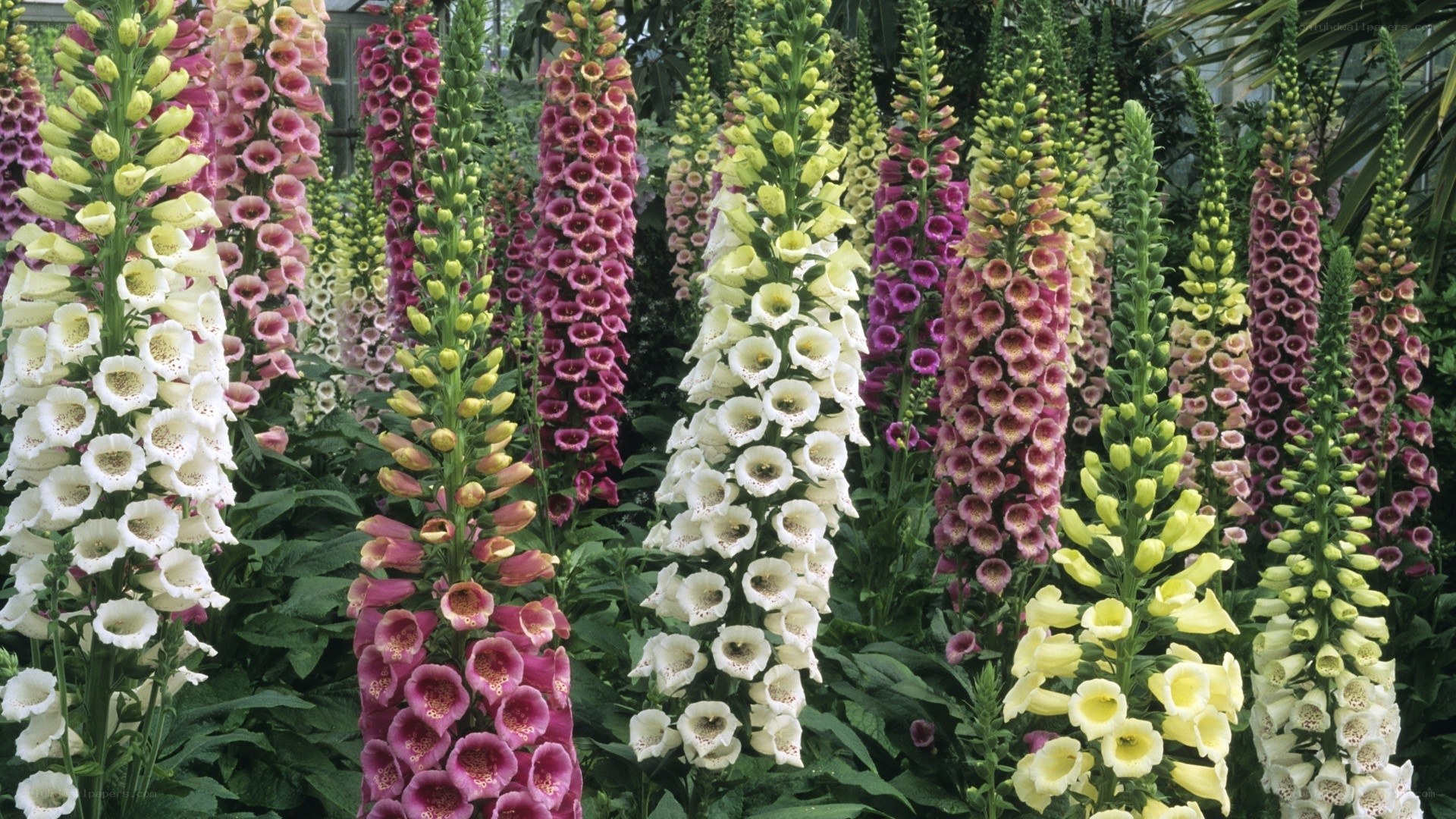Colorful foxglove flowers