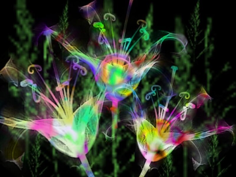colorful fractal flowers