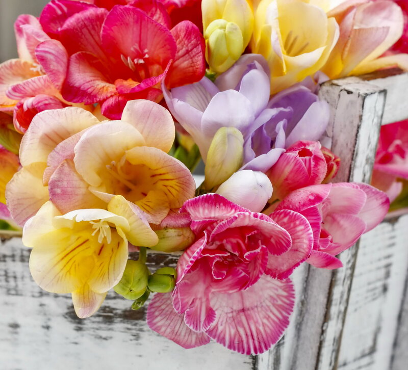 Colorful Freesia Bouquet — Pink