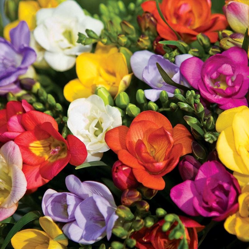 Colorful Freesia Bouquet — Red