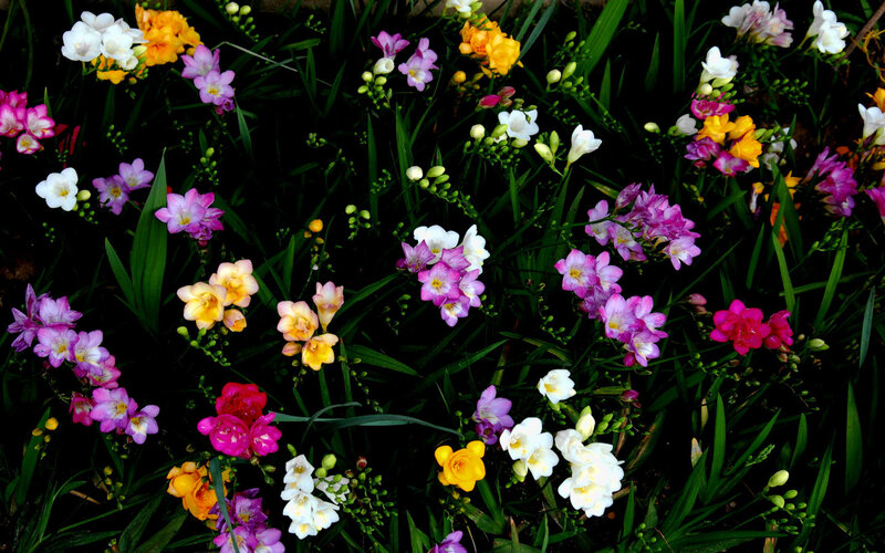 Colorful freesia flowers in garden