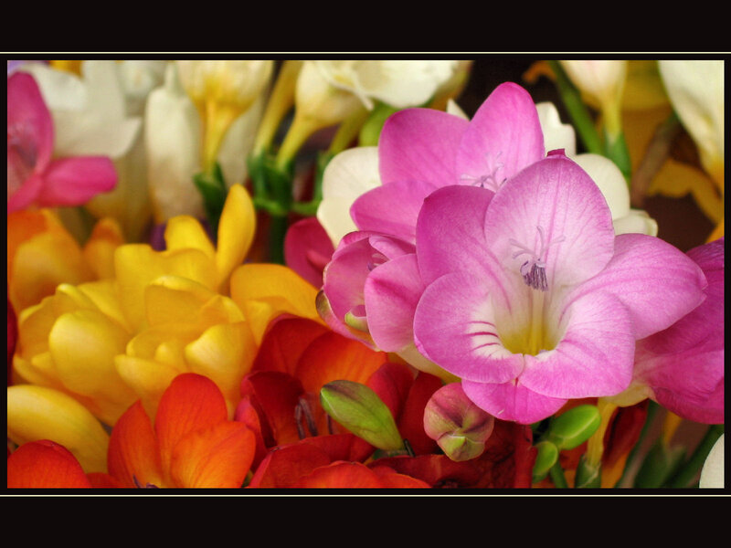 Colorful Freesia Flowers — Pink