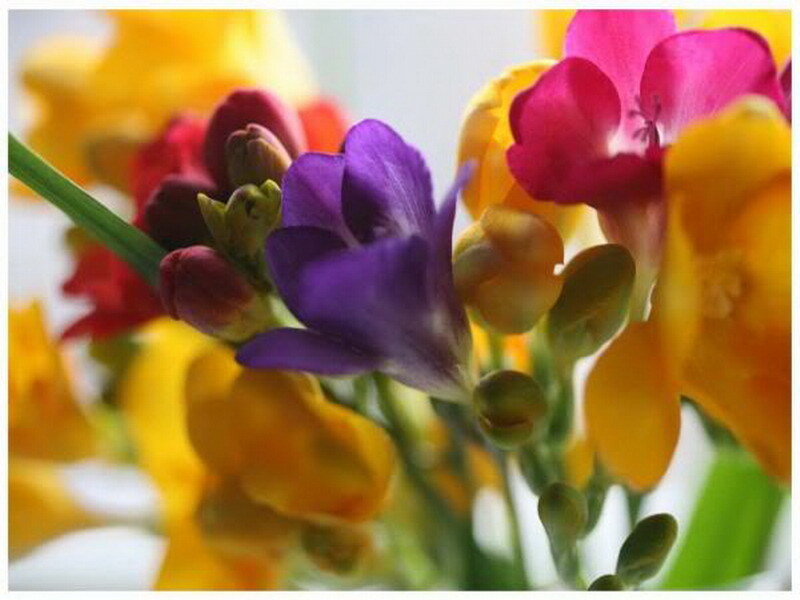 Colorful Freesia Flowers — Yellow