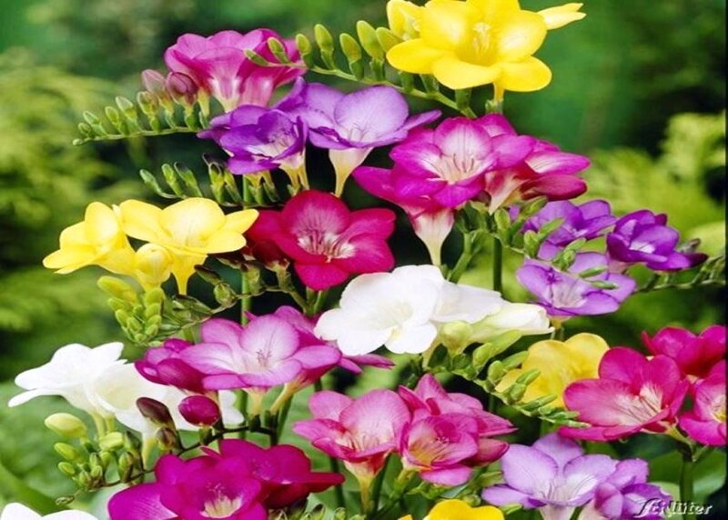 Colorful Freesia Flowers — Yellow, Vibrant