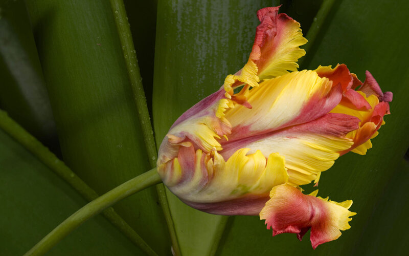 Colorful fringed tulip flower