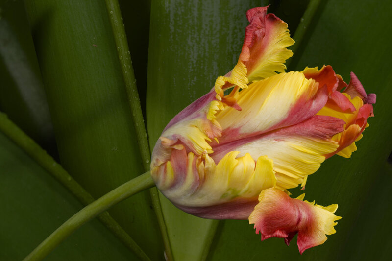 Colorful fringed tulip flower