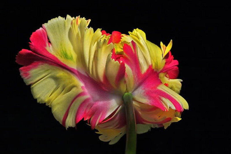 Colorful fringed tulip flower