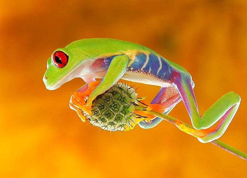 Colorful frog on a flower