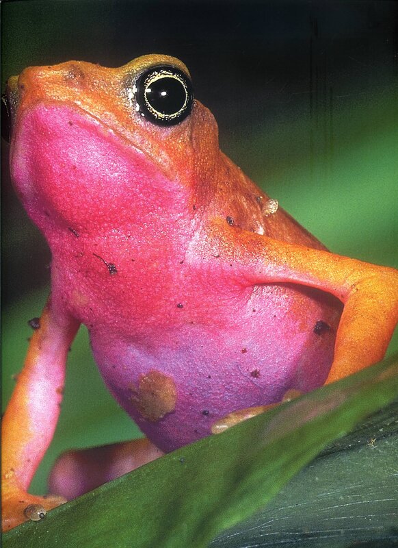 colorful frog on a leaf
