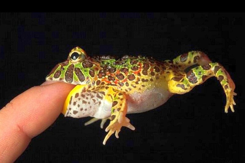 colorful frog on finger