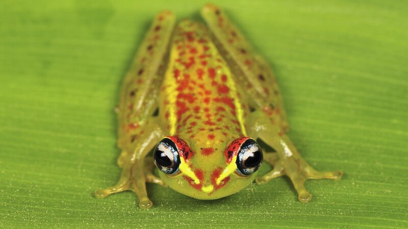 colorful frog on green leaf