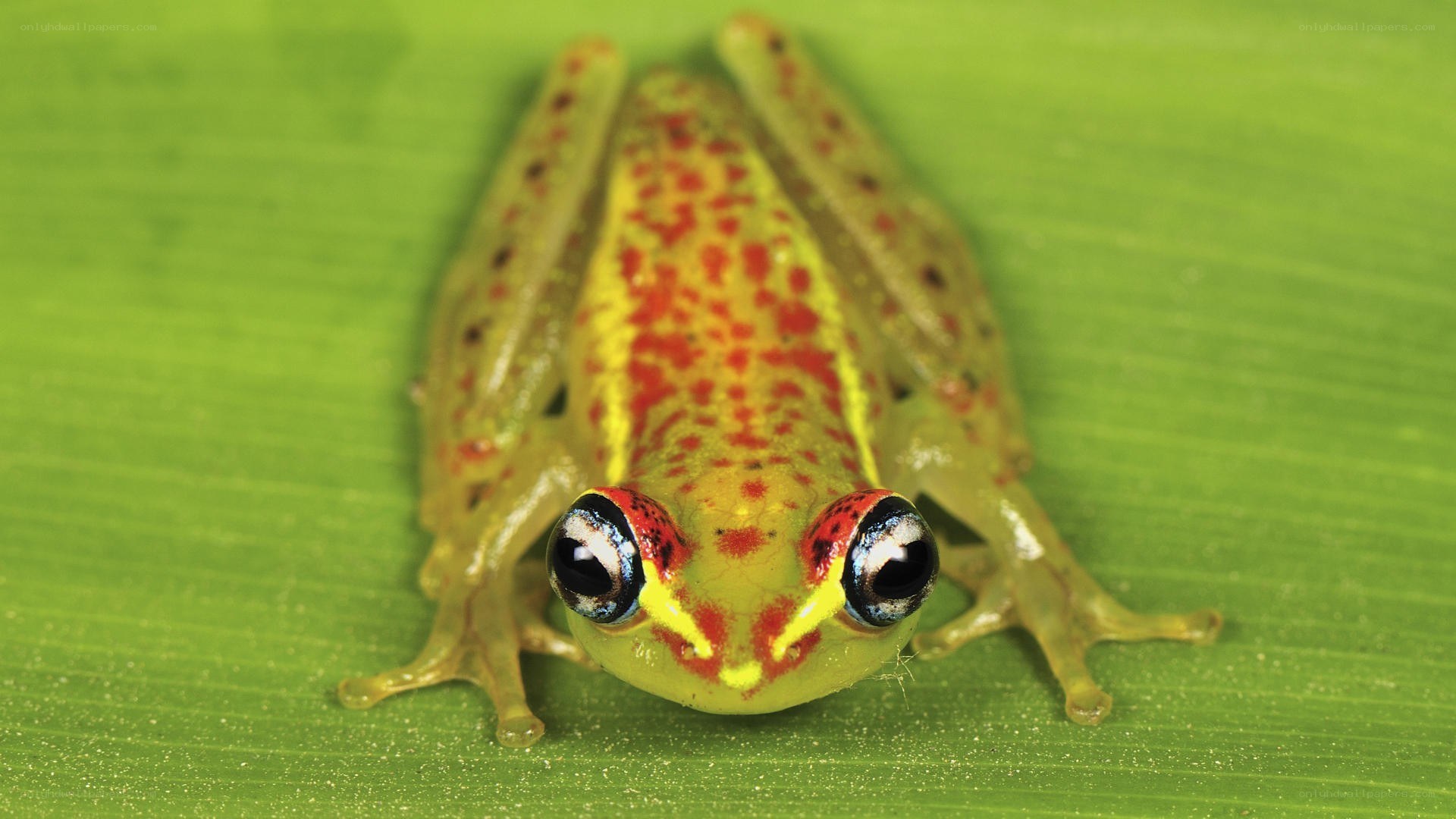 colorful frog on green leaf