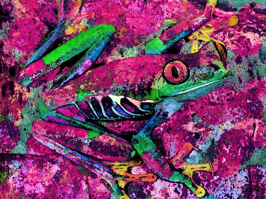 colorful frog on pink surface