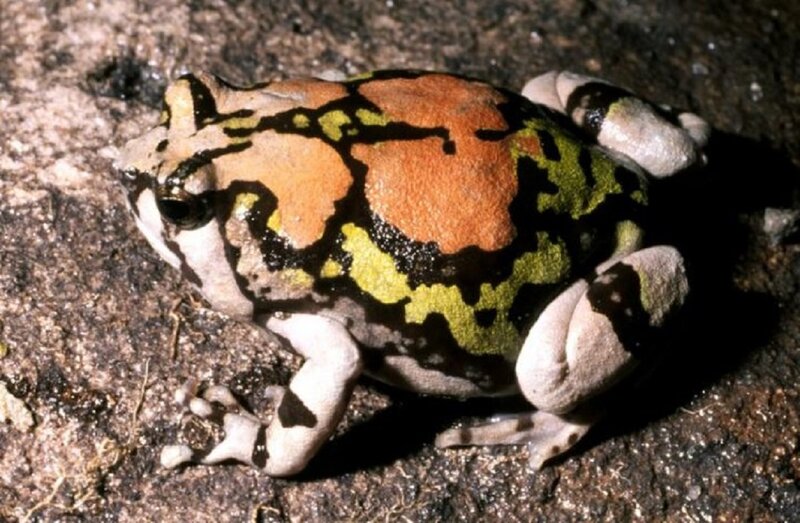 Colorful Frog on Rock