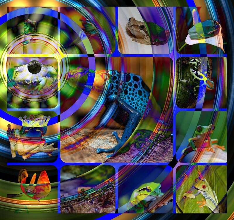 Colorful Frogs Collage