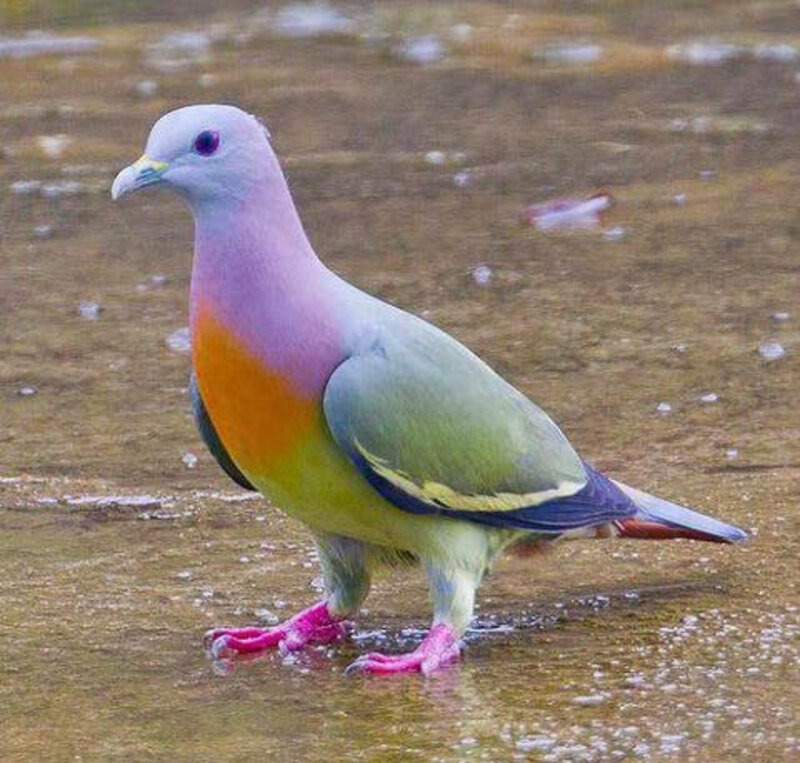 Colorful Fruit Dove — Green