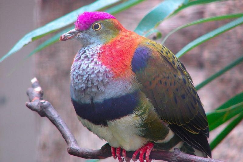 Colorful Fruit Dove