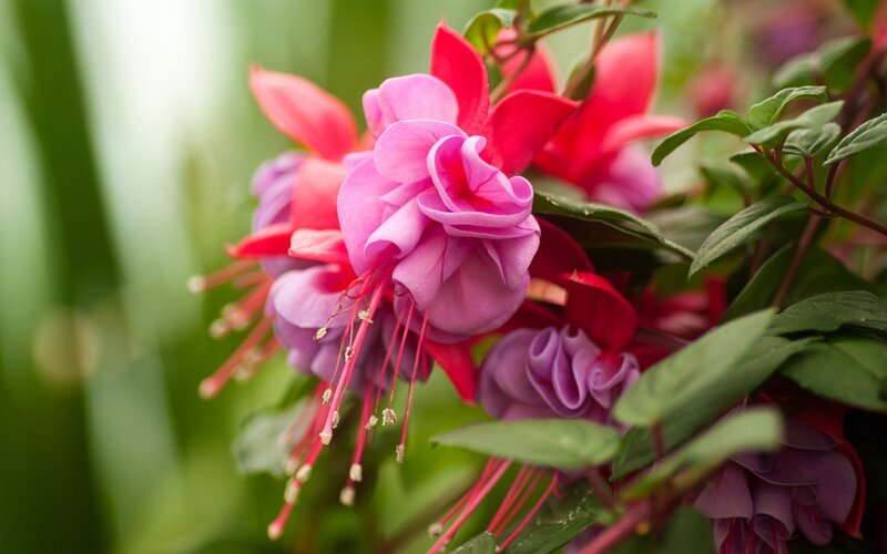 Colorful fuchsia flowers in bloom