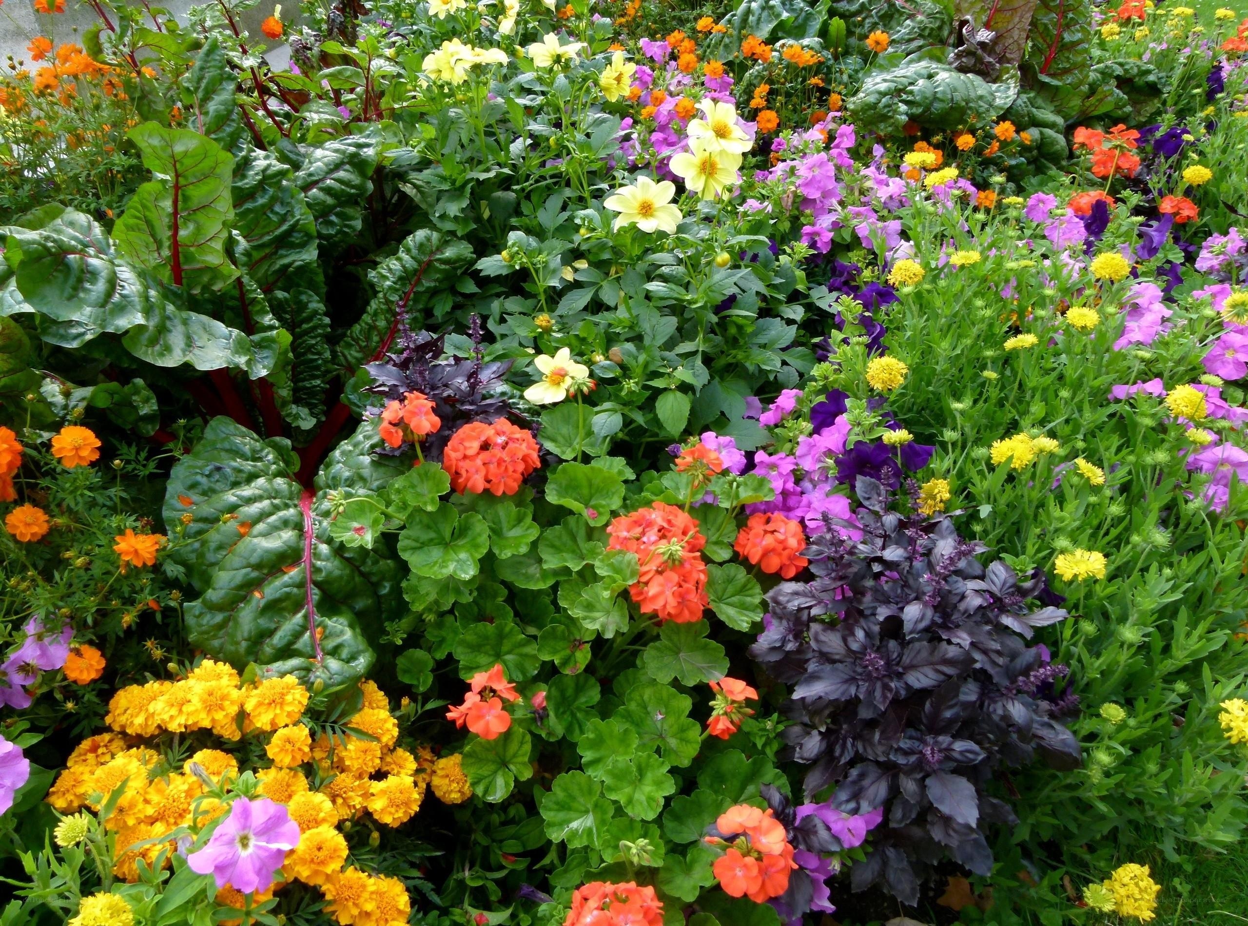 Colorful garden flower bed