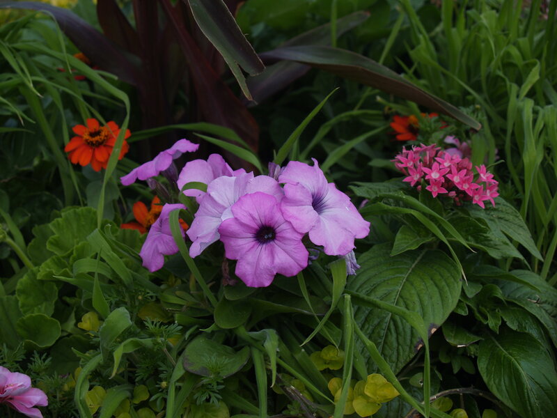 Colorful garden flowers