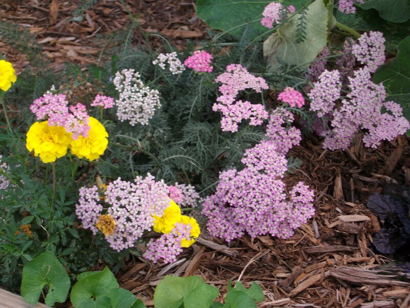 Colorful garden flowers