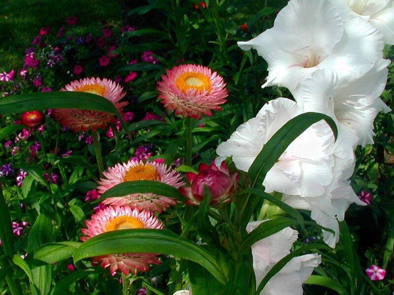 Colorful garden flowers
