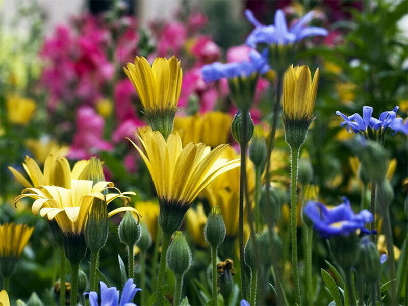 Colorful garden flowers
